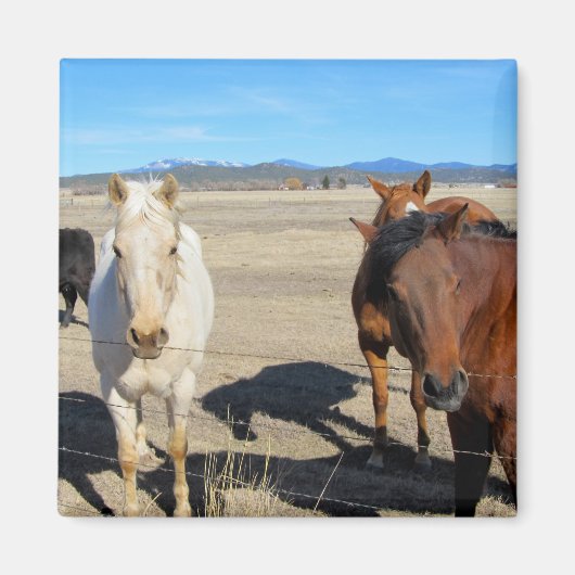 Horses Magneet (Voorkant)