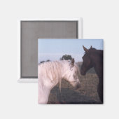 Horses Magneet (Voorkant / Achterkant)