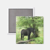 HORSES MAGNEET (Voorkant / Achterkant)