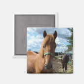 Horses magnet (Voorkant / Achterkant)