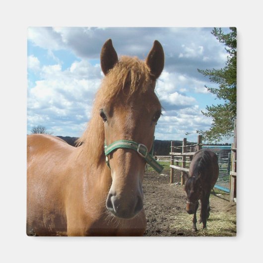 Horses magnet (Voorkant)