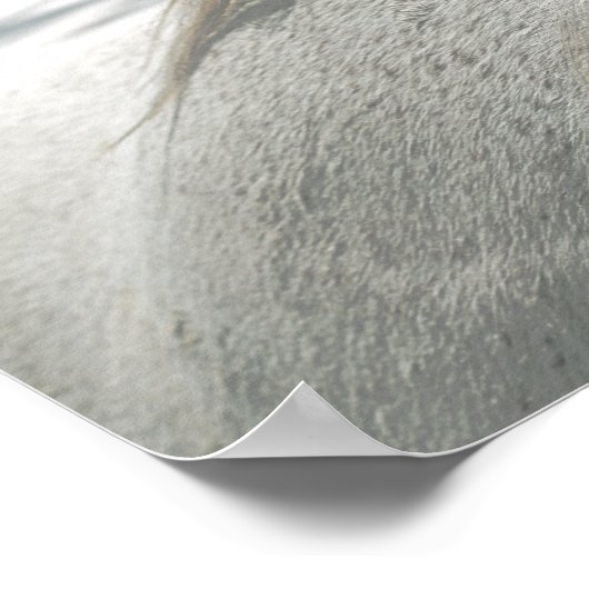 HORSES Mane Flea-Bitten Grey Mare Archival Poster (Hoek)