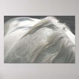 HORSES Mane Flea-Bitten Grey Mare Archival Poster