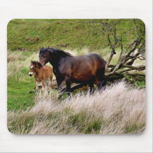 HORSES MUISMAT