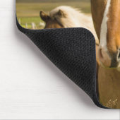 Horses Muismat (Hoek)