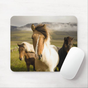 Horses Muismat