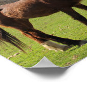 Horses Poster (Hoek)