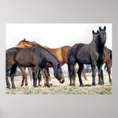 HORSES POSTER (Voorkant)