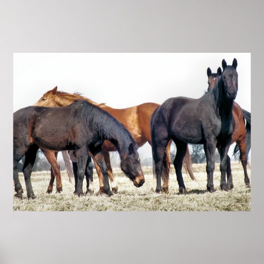 HORSES POSTER (Voorkant)