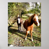 HORSES POSTER (Voorkant)