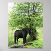 HORSES POSTER (Voorkant)