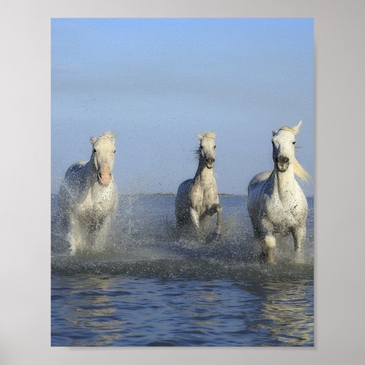HORSES POSTER (Voorkant)