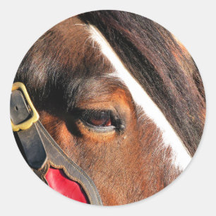HORSES RONDE STICKER
