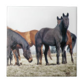 HORSES TEGELTJE (Voorkant)