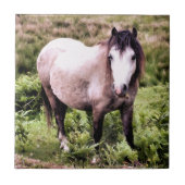 HORSES TEGELTJE (Voorkant)