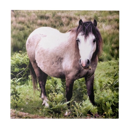 HORSES TEGELTJE (Voorkant)