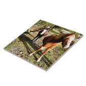 HORSES TEGELTJE (Zijkant)