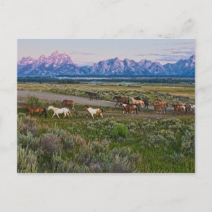 Horses Walk Briefkaart