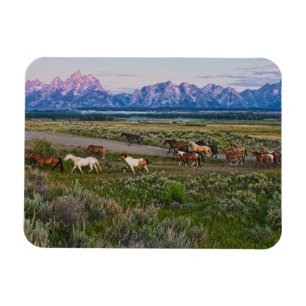 Horses Walk Magneet