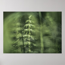 Horsetail Fotogroen bloemontwerp