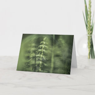 Horsetail Natuur Foto Kaart