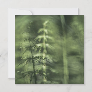 Horsetail-Natuur-fotokaart
