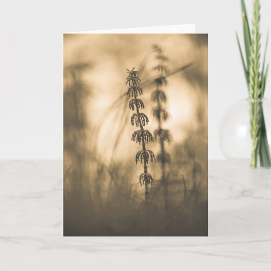 Horsetail Sepia Kaart (Voorkant)
