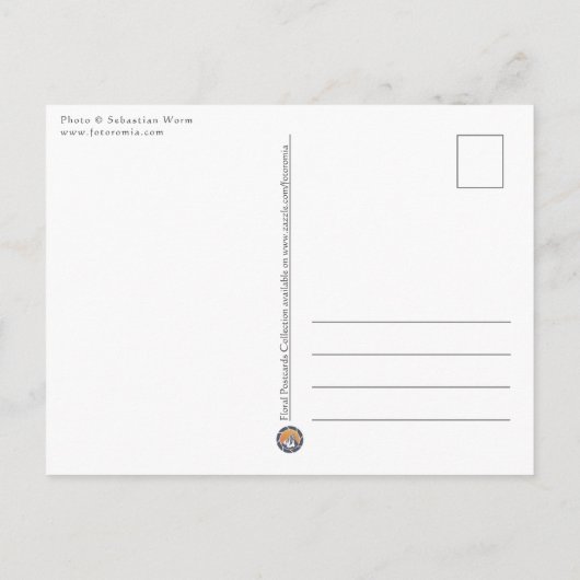 Horsetail Sepia Natuur Foto Briefkaart (Achterkant)