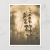 Horsetail Sepia Natuur Foto Briefkaart (Voorkant)