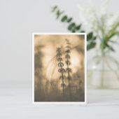 Horsetail Sepia Natuur Foto Briefkaart (Staand voorkant)