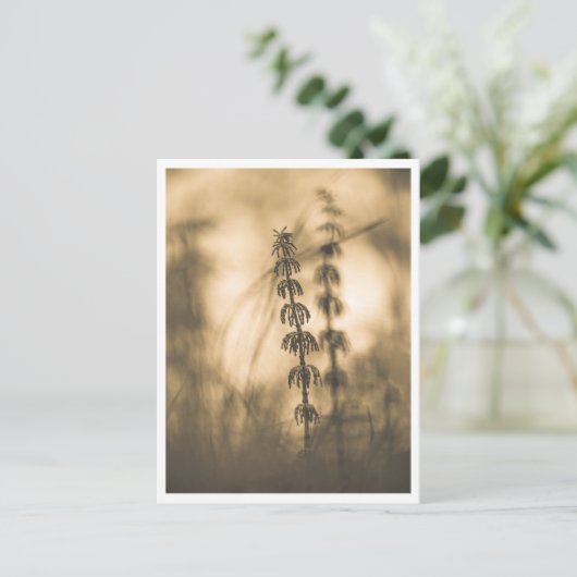 Horsetail Sepia Natuur Foto Briefkaart (Staand voorkant)
