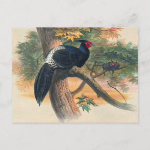 Horsfield's Kaleege van Joseph Wolf Briefkaart