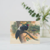 Horsfield's Kaleege van Joseph Wolf Briefkaart (Staand voorkant)