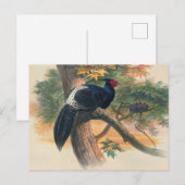 Horsfield's Kaleege van Joseph Wolf Briefkaart (Voorkant / Achterkant)