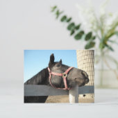 Horsing Around Briefkaart (Staand voorkant)