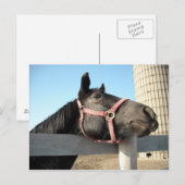 Horsing Around Briefkaart (Voorkant / Achterkant)
