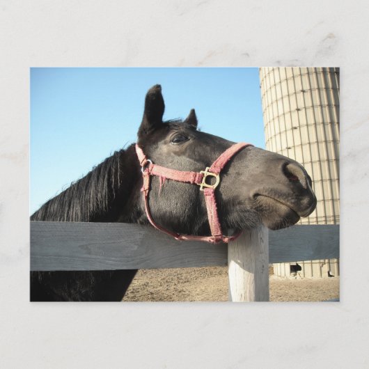 Horsing Around Briefkaart (Voorkant)