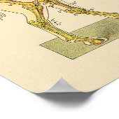 Horskeleton Anatomy Print 1917 (Hoek)