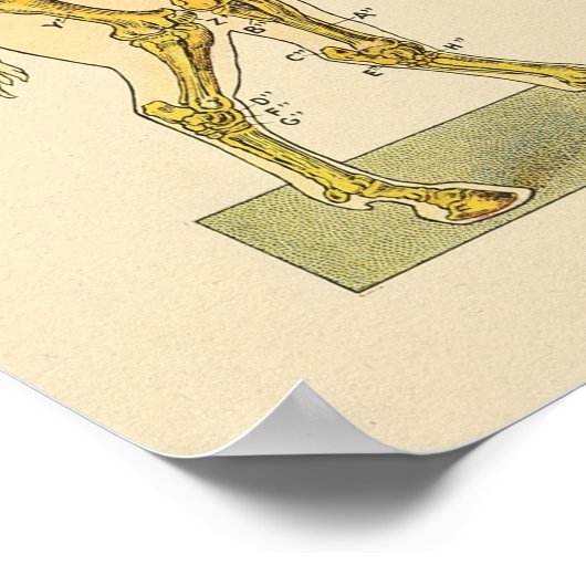 Horskeleton Anatomy Print  1917 (Hoek)