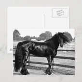 Horsmodellering Briefkaart (Voorkant / Achterkant)