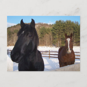 HORSSCENTS BRIEFKAART