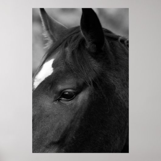 Horswapn Poster (Voorkant)