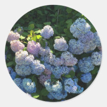 Hortensia Bloemen