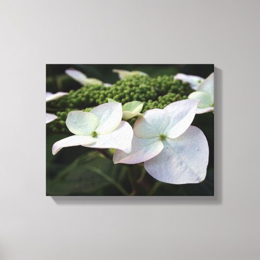 Hortensia - Bloemenfotografie - Canvas Afdruk (Voorkant)