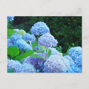 Hortensia bloementuin ansichtkaarten Blauwe Horten Briefkaart