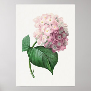 Hortensia door Pierre-Joseph Redouté (1759–1840) Poster