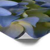 hortensia en fleur poster (Hoek)