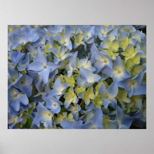 hortensia en fleur poster (Voorkant)