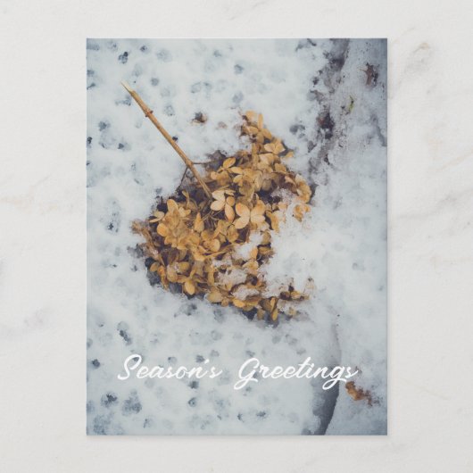 Hortensia flower op de sneeuw feestdagenkaart (Voorkant)