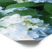 Hortensia Foto Afdruk (Hoek)